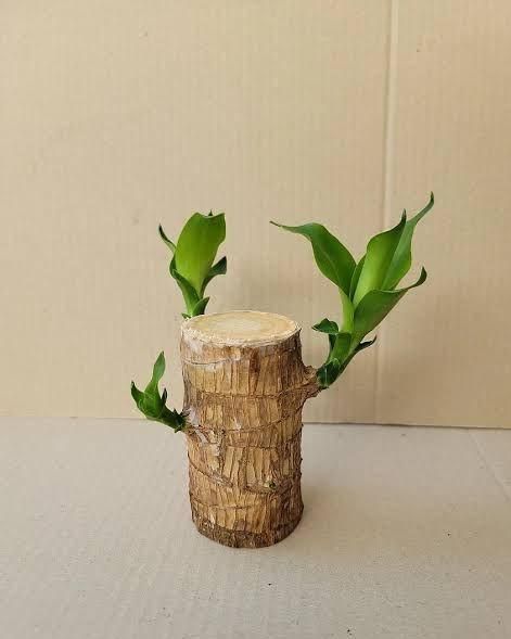 Lucky Brazil Wood Indoor Plant (Imported)