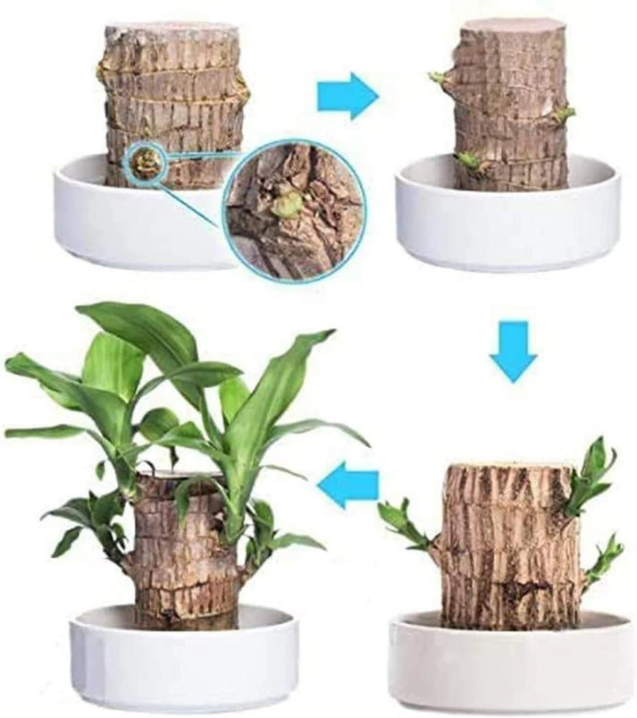 Lucky Brazil Wood Indoor Plant (Imported)