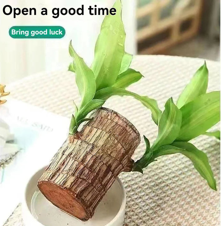 Lucky Brazil Wood Indoor Plant (Imported)