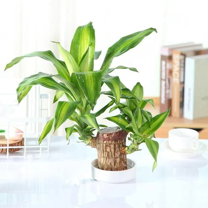 Lucky Brazil Wood Indoor Plant (Imported)